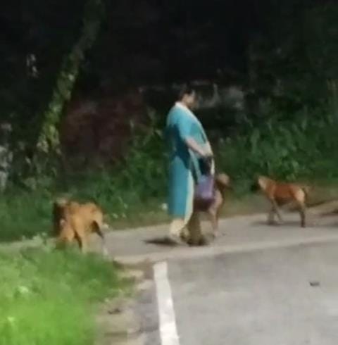 Dispute between two parties over feeding dogs
