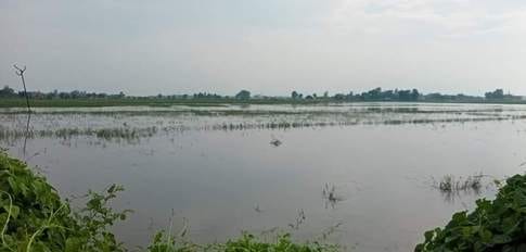 One thousand hectares of crops were submerged in two districts