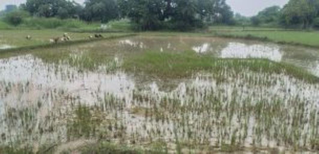 Drains overflowed in 100 villages, 12 thousand acres of crops submerged