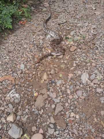 An eight feet long python was found dead in Takarla