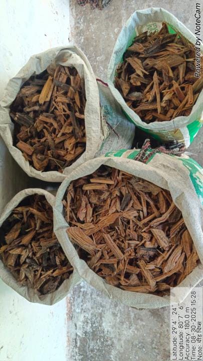 One quintal of pine Gulia chips recovered