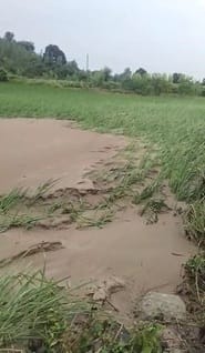 Haripur Khol river water passed over Dhanaura bridge
