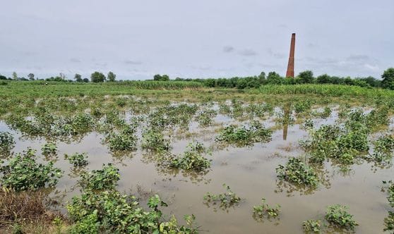 Heavy rains pose a threat to cotton crop