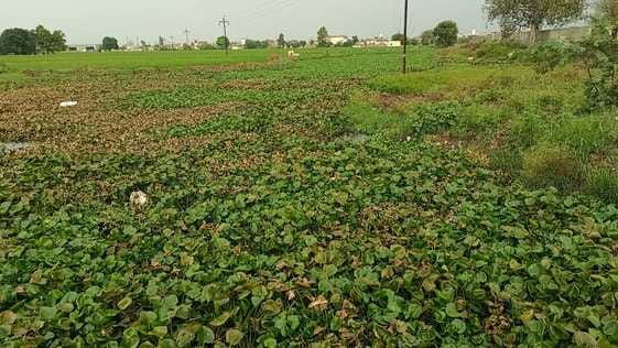 Danger from water hyacinth in the drain called Choti Ghaggar