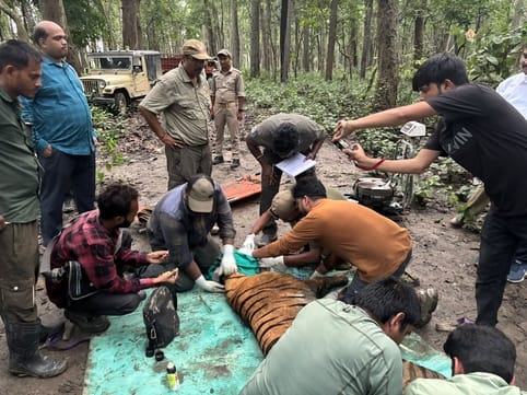 A radio collar was put around the neck of the tigress and she was released in the Dudhwa forest