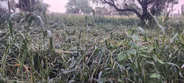 The rain destroyed the millet crop in more than 30 villages