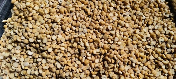 Weevil tainted pulses sent to Anganwadi centres, increased stir