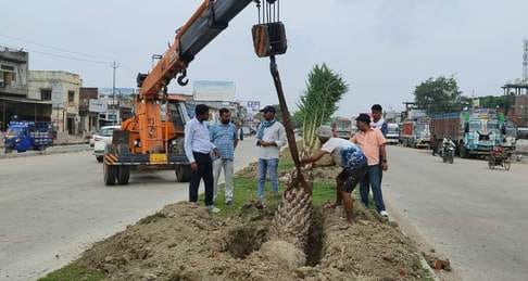 Palm trees will be planted on the divider