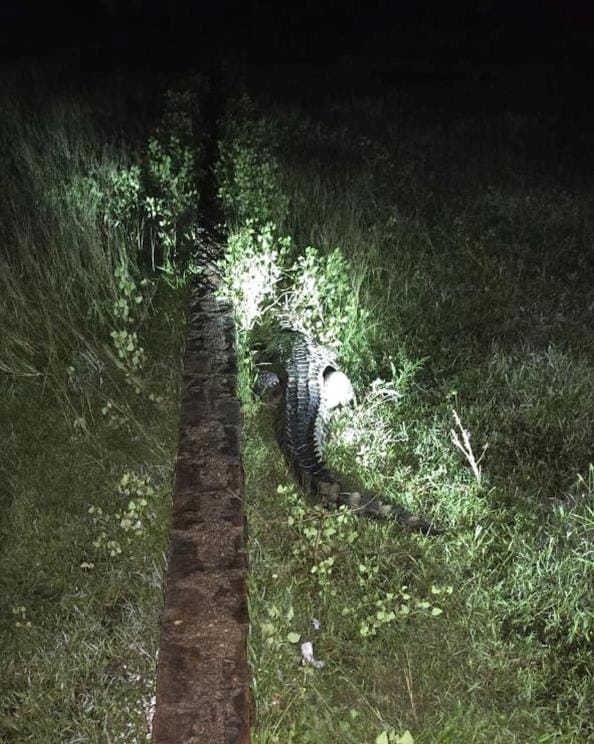 Crocodile seen on road, released in canal