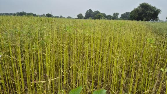 The oilseed and urad crops were ruined due to the attack of aphids