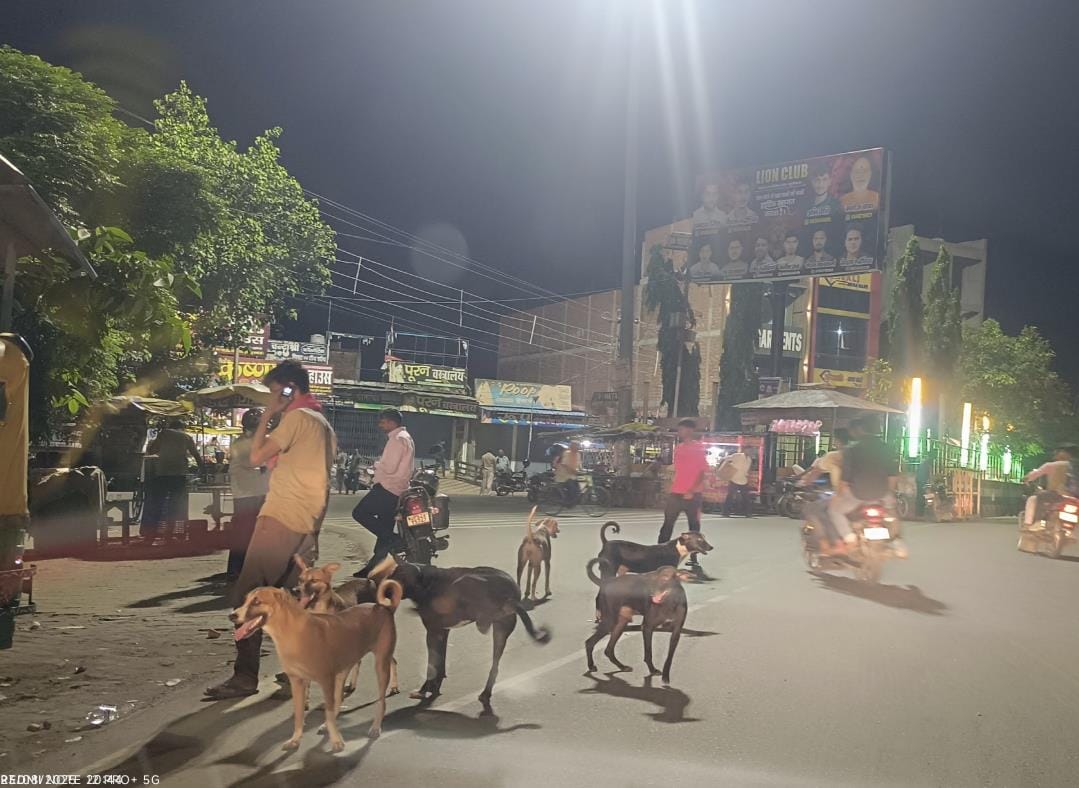 Terror of dogs in Sukarouli area... it has become difficult to leave the house
