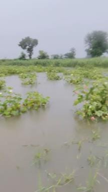 Farmers' hard work goes to waste, crops damaged in 9715 acres, compensation demanded.