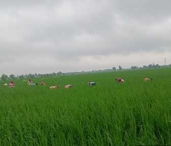 The fragrance of paddy PB 1985 is spreading in the soil of Bijnor