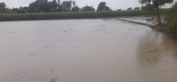 The rain dashed the hopes of millet farmers
