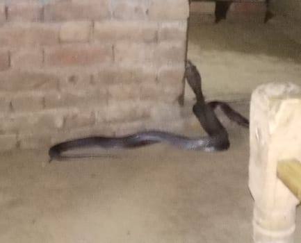 The pair of snakes present in the house for three days has created panic in the family