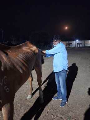 हैदराबाद से आए 19 घोड़ों की मौत के मामले को लेकर पुलिस ने एफआईआर की दर्ज।