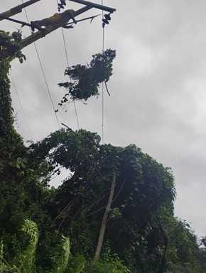 Tree Fell On Power Line, Power Supply Disrupted In Jhanduta Area ...