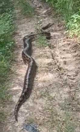 15 feet long python seen on Kanni line