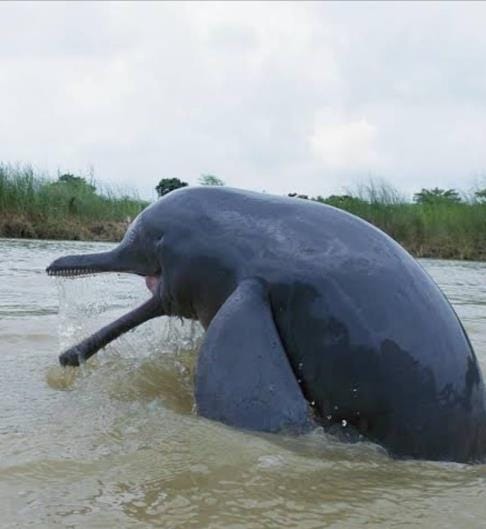 Dolphin seen in Saryu canal near Devapasiya