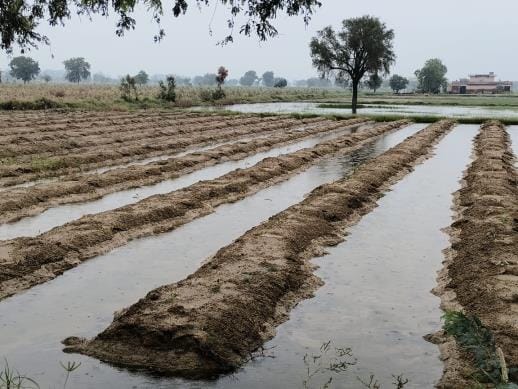 5 thousand white poplar plants of the forest department submerged, on the verge of destruction.