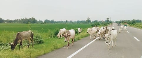 Appeal made to send stray animals to Gaushala
