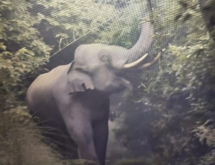 Nepalese elephants set up camp in Madha forest