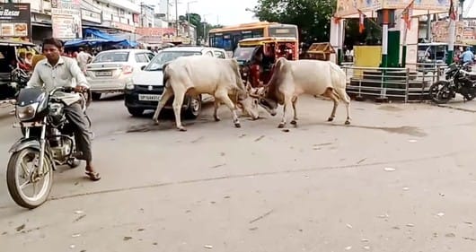 Two bulls clashed at a crowded intersection in Puwaiyan, people narrowly escaped