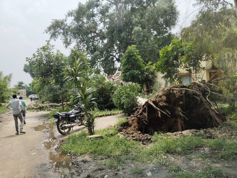 Tree fell in the block premises, house damaged