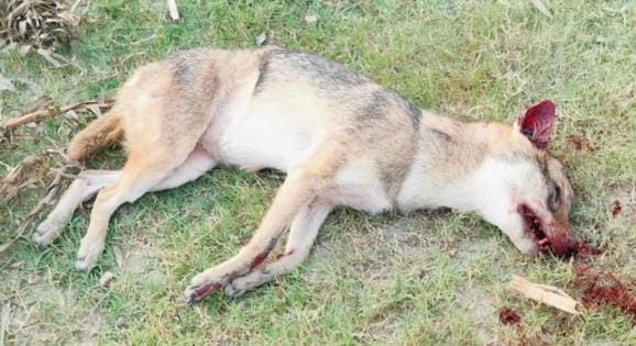 Three injured in jackal attack, villagers surrounded and killed them