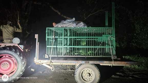 Leopard kills six-year-old boy, villagers in panic