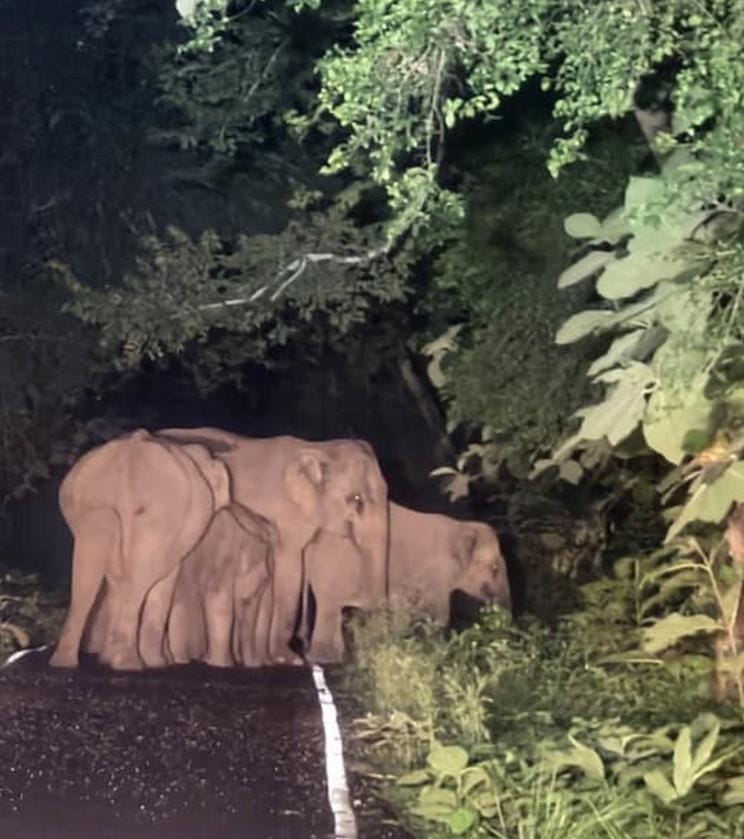 A herd of elephants was seen near Bichhiya railway gate