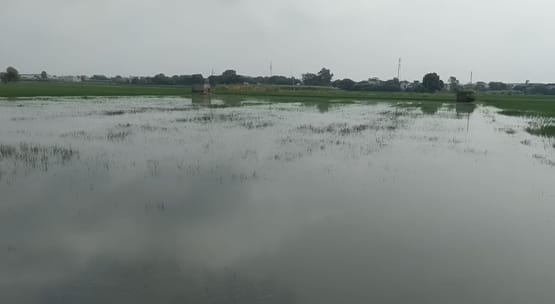 Matan link drain overflows, about 500 acres of crops submerged in Chhudani village