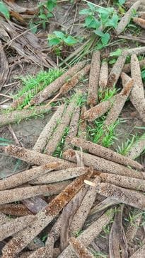 90% of cotton and 50% of millet crops are expected to be destroyed