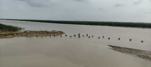 Saryu near danger mark, people panic