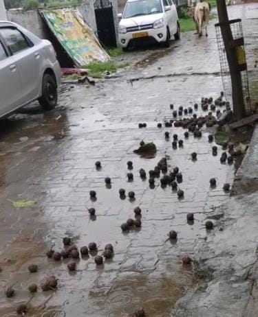 Twine bombs were found thrown on the roadside and pond side in Behta village