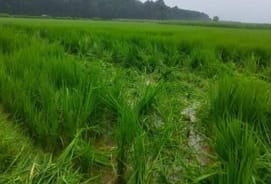 Elephants trampled and destroyed the rice crop