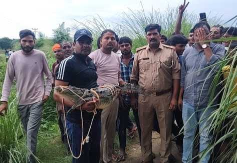 The forest department team caught a six-foot-long crocodile in Pahasu