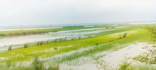 Saryu in spate...water level close to red mark