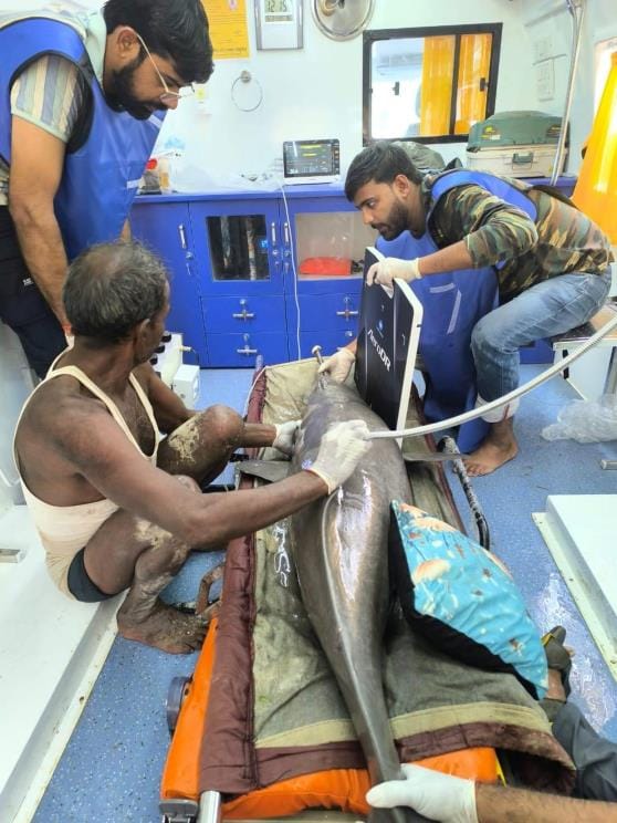 Dolphin rescued from Saryu canal and released in the river