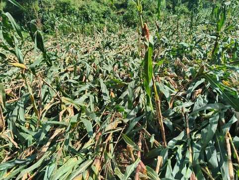 Maize crop damaged in fields due to heavy rain