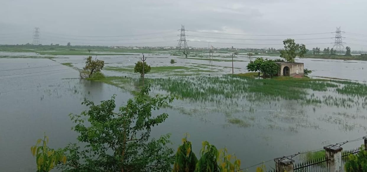 The rain damaged standing crops on 2.23 lakh acres
