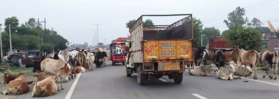 Three animals died and two were injured after being crushed by a vehicle on the highway