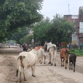 The construction of the cowshed has been pending for two years in the process of acquiring land from the District Panchayat