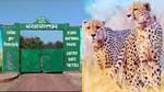 shivpuri-Tourists will flock to see cheetahs in Shivpuri and Sheopur