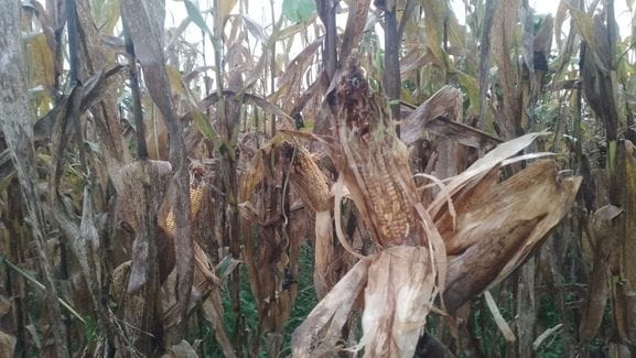 Farmers are troubled by heavy rains, maize and potato crops are hit doubly