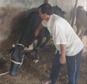Alert in the district regarding Lumpi virus, vaccination started
