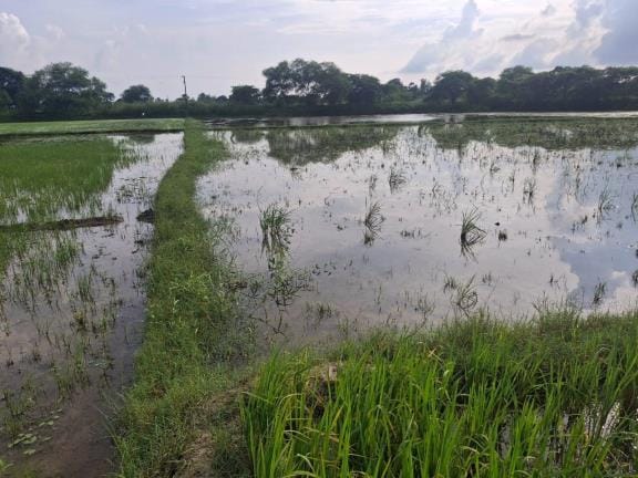 There will be a survey of the loss of paddy crop