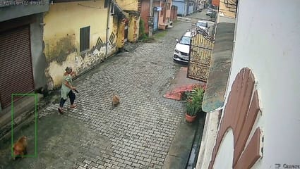 Terror of monkeys, an elderly woman was attacked in the old grain market