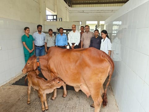 Eight embryos were transplanted simultaneously, this time more calves are expected to be born