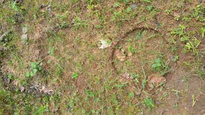 A herd of wild elephants reached near residential areas, forest department on alert